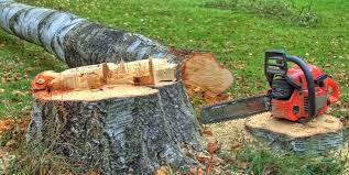 Best Tree Health Inspection  in Litchfield Park, AZ