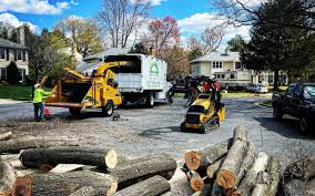 Best Tree Preservation Services  in Litchfield Park, AZ