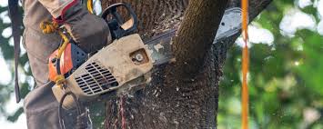 Best Tree and Shrub Care  in Litchfield Park, AZ