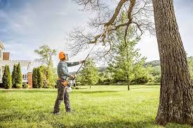 How Our Tree Care Process Works  in  Litchfield Park, AZ