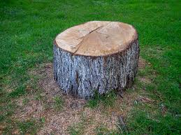 Best Hazardous Tree Removal  in Litchfield Park, AZ