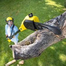  Litchfield Park, AZ Tree Care Pros