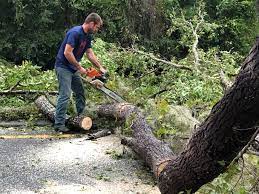 Best Firewood Processing and Delivery  in Litchfield Park, AZ