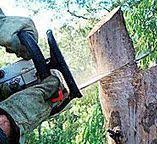 Best Tree Removal  in Litchfield Park, AZ