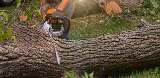 Best Palm Tree Trimming  in Litchfield Park, AZ