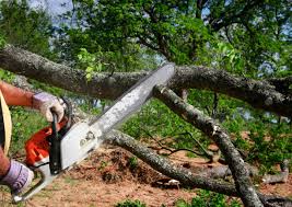 Best Fruit Tree Pruning  in Litchfield Park, AZ