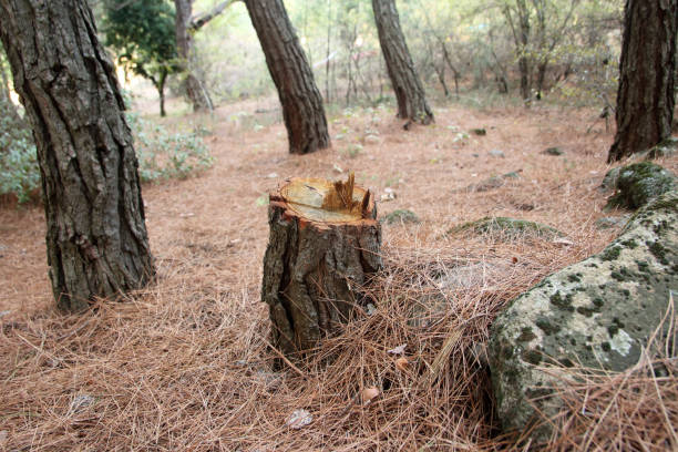Professional Tree Care in Litchfield Park, AZ