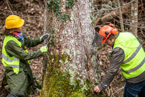Best Tree Maintenance Programs  in Litchfield Park, AZ