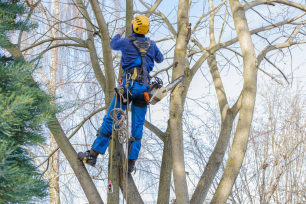 Lawn Pest Prevention in Litchfield Park, AZ