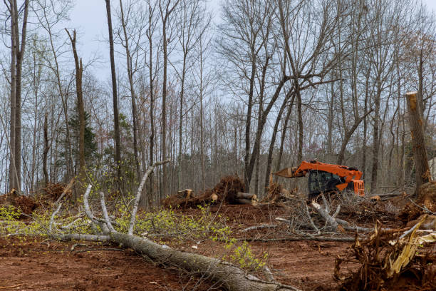 Best Tree Risk Assessment  in Litchfield Park, AZ