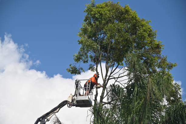 Best Lawn Pest Prevention  in Litchfield Park, AZ