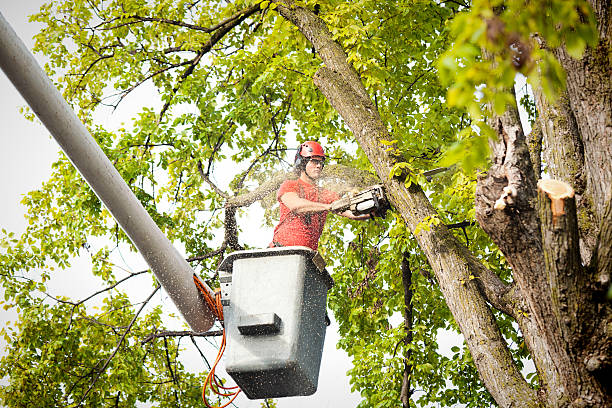 Best Tree Disease Treatment  in Litchfield Park, AZ
