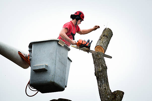 Best Utility Line Clearance  in Litchfield Park, AZ